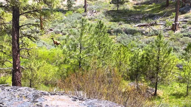 $4,980,000 | Tbd1 Harris Creek Road, Idaho City, ID 83631