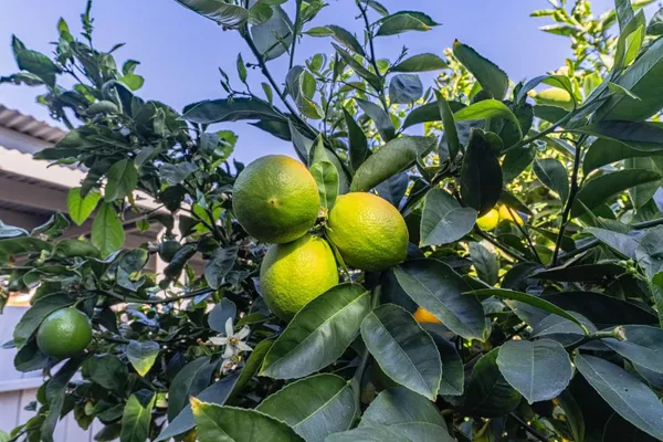 $824,000 | 813 Pajaro Street, Salinas, CA 93901