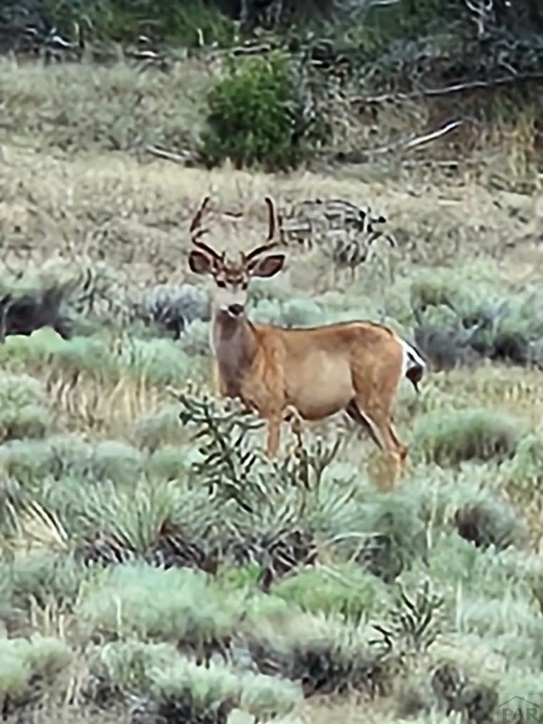 801 Turkey Rdg Road East Walsenburg, CO 81089 - Photo 48 of 58