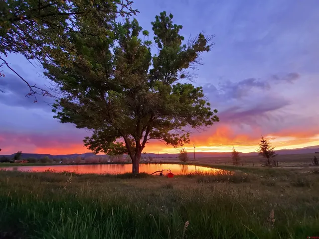 a view of a garden with a house in the background
