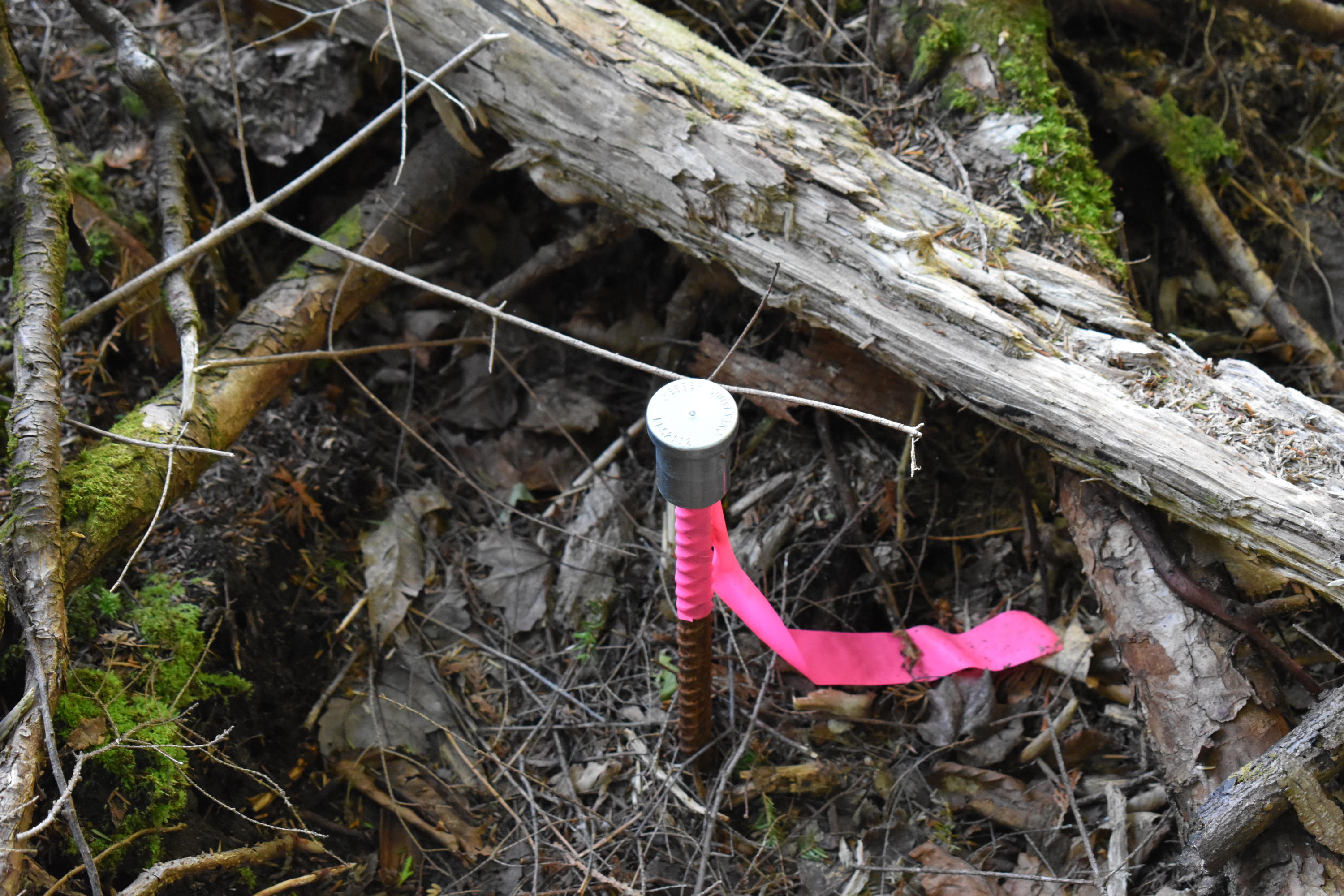 Lot 1-b-10 Lot 1-b-10 Road Weston, ME 04424 - Photo 6 of 19 DSC_0147