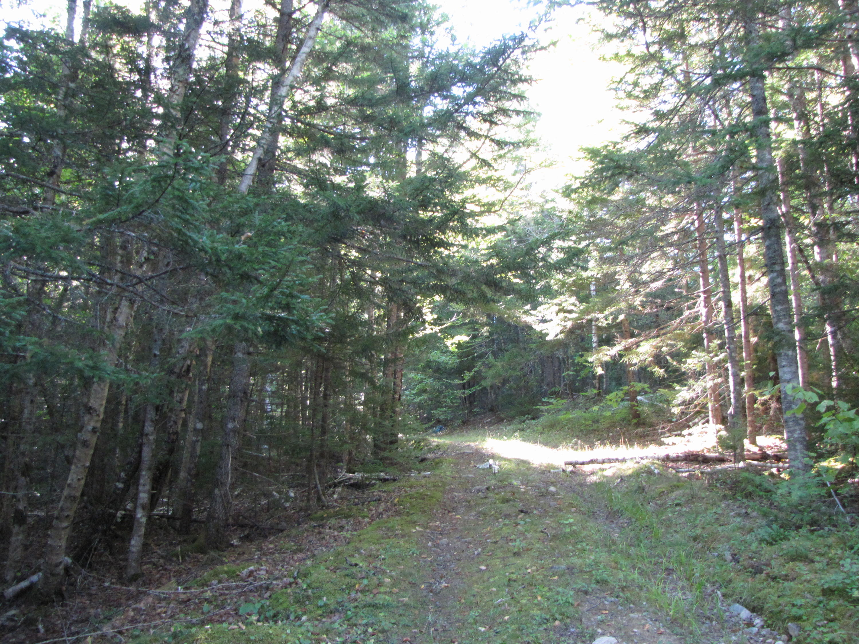 Lot 28 Halls Mills Road Whiting, ME 04691 - Photo 27 of 29 IMG_1159