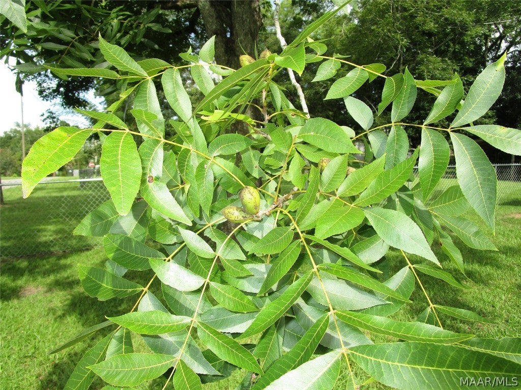 110 Aplin Street Samson, AL 36477 - Photo 43 of 43 PECANS ON THE TREE