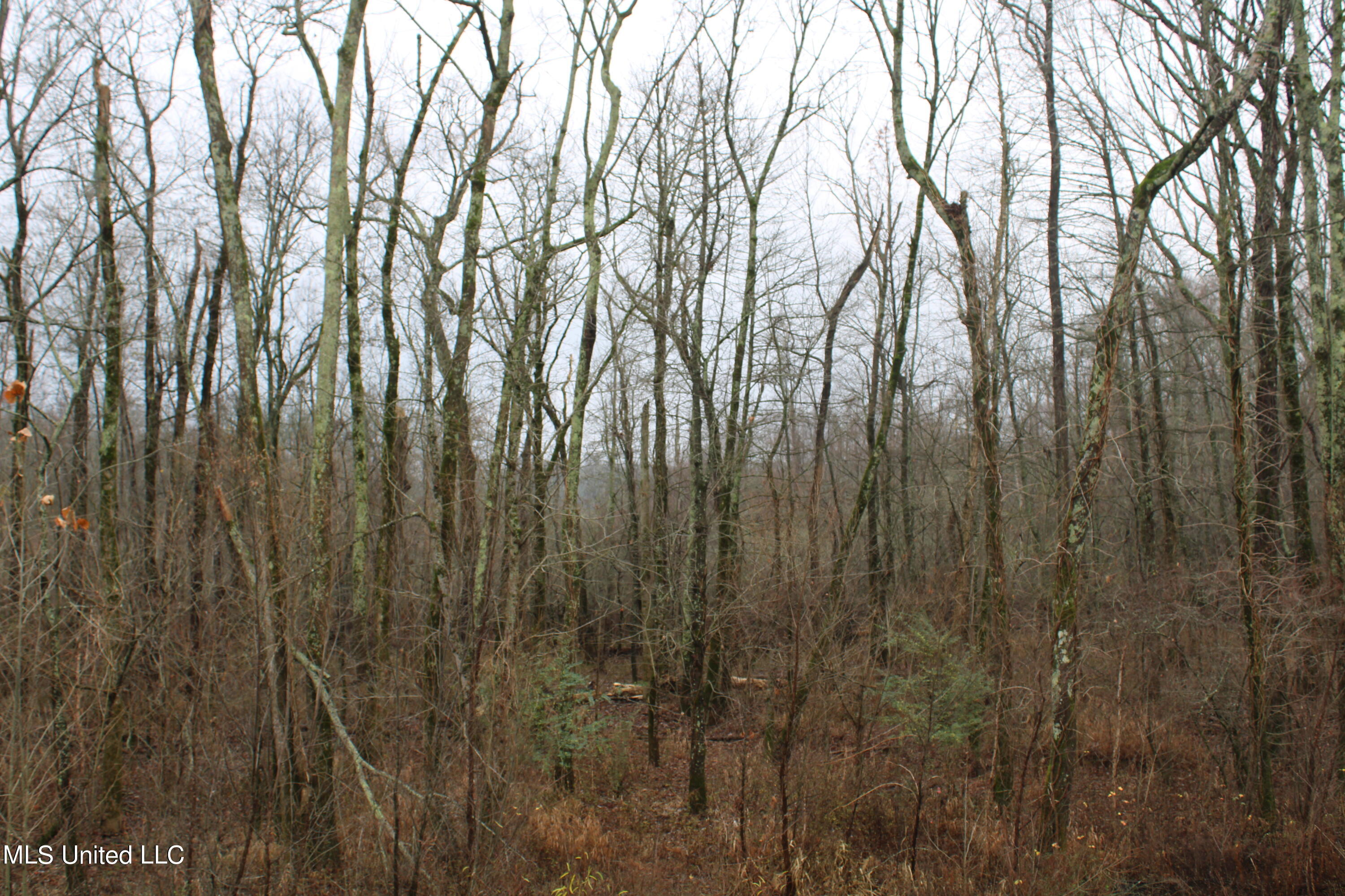 0 Holly Springs Road Hernando, MS 38632 - Photo 14 of 21 IMG_0541