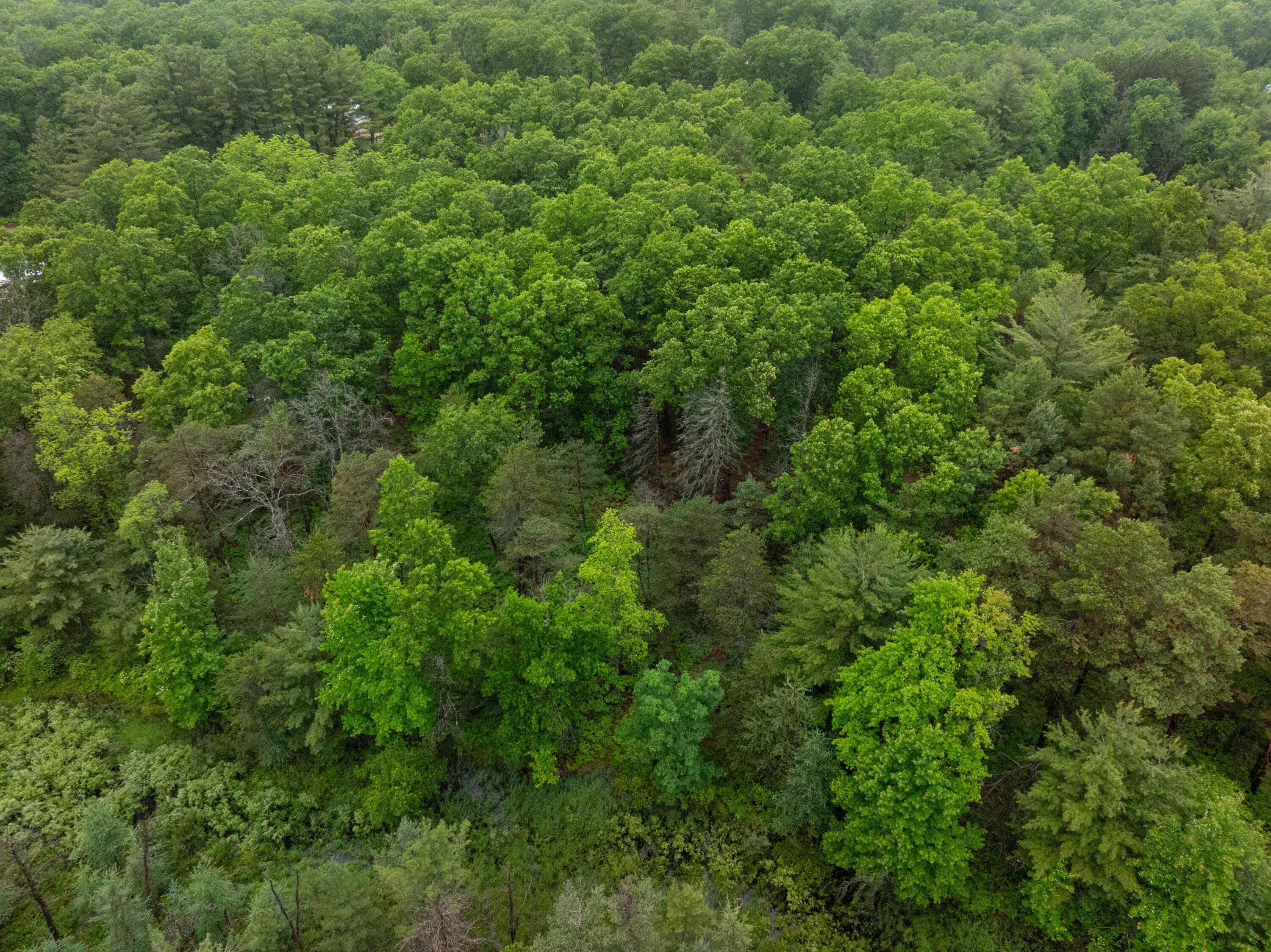 8.09 North A N Centerline Road White Cloud, MI 49349 - Photo 5 of 41 DJI_20260609115442_0315_D