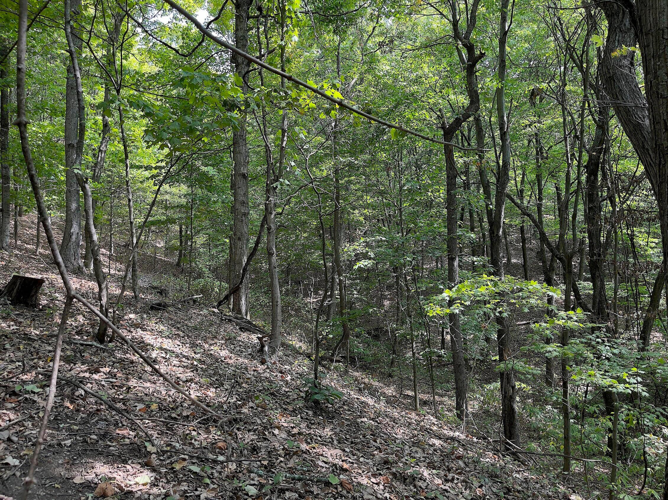 0 Porter Run Road Frankfort, OH 45628 - Photo 43 of 51 IMG_3270