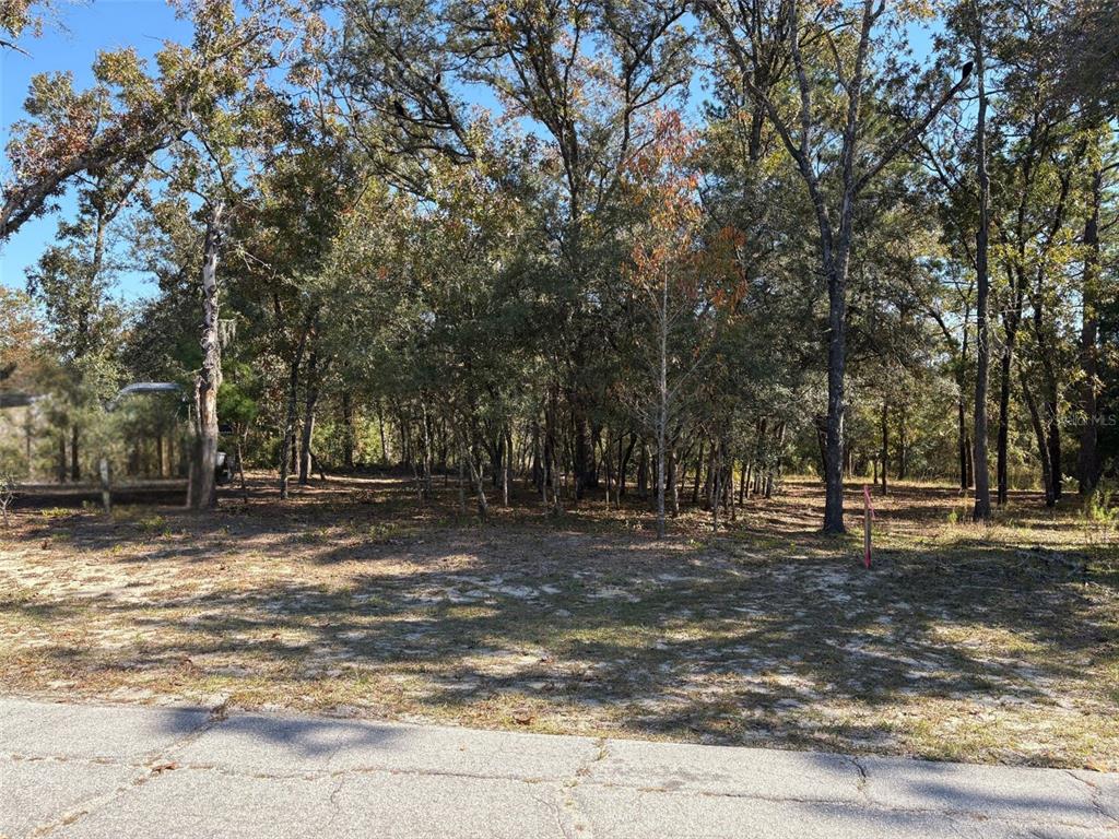 10079 North Ruth Terrace Citrus Springs, FL 34434 - Photo 1 of 4 a view of a tree in the middle of a yard