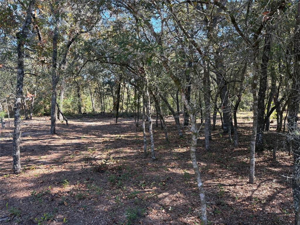 10079 North Ruth Terrace Citrus Springs, FL 34434 - Photo 2 of 4 a view of a tree in a yard