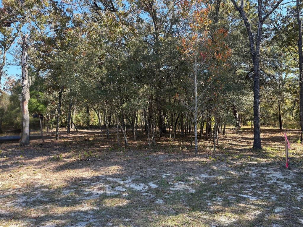 10079 North Ruth Terrace Citrus Springs, FL 34434 - Photo 3 of 4 a view of a tree in a yard