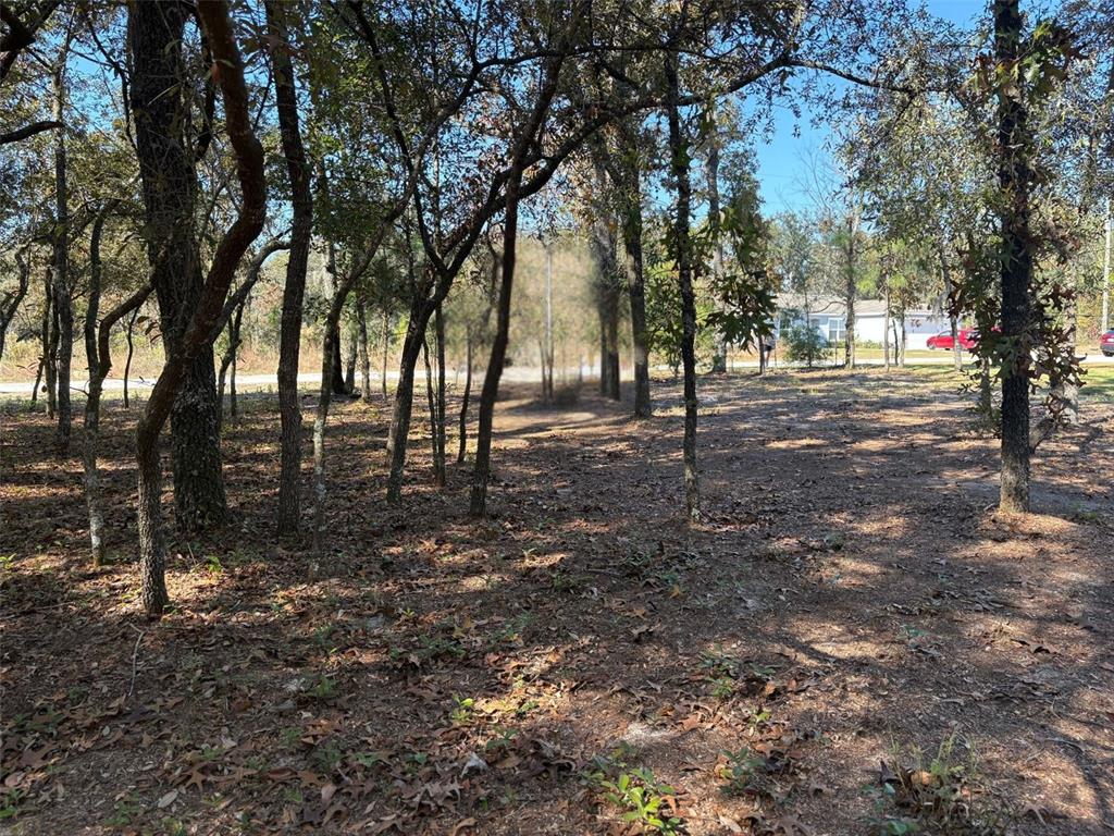 10079 North Ruth Terrace Citrus Springs, FL 34434 - Photo 4 of 4 a view of road with trees