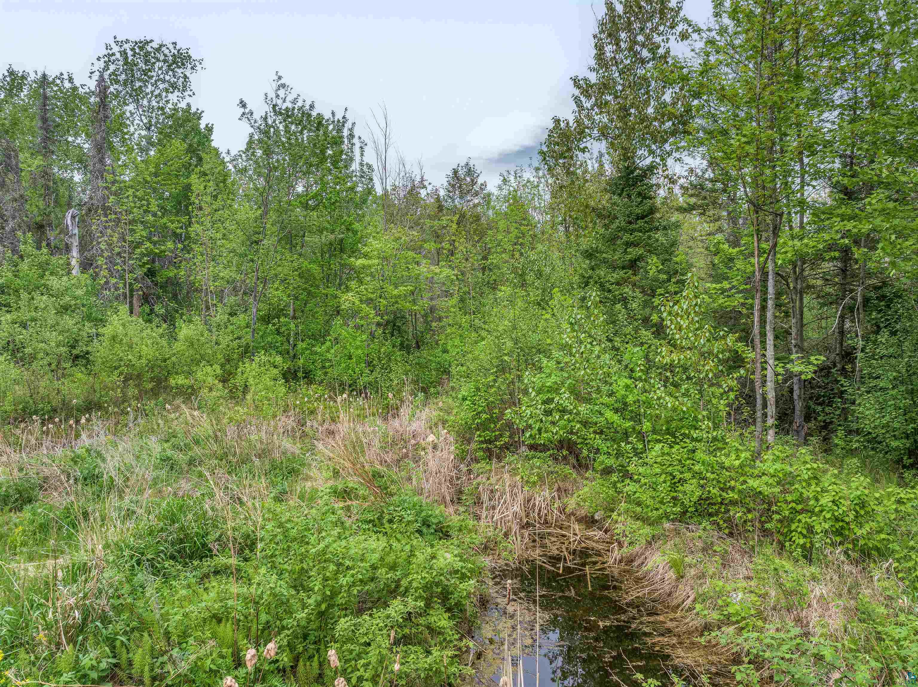 1152 Fernberg Road Ely, MN 55731 - Photo 16 of 24 Dense natural foliage with a water feature