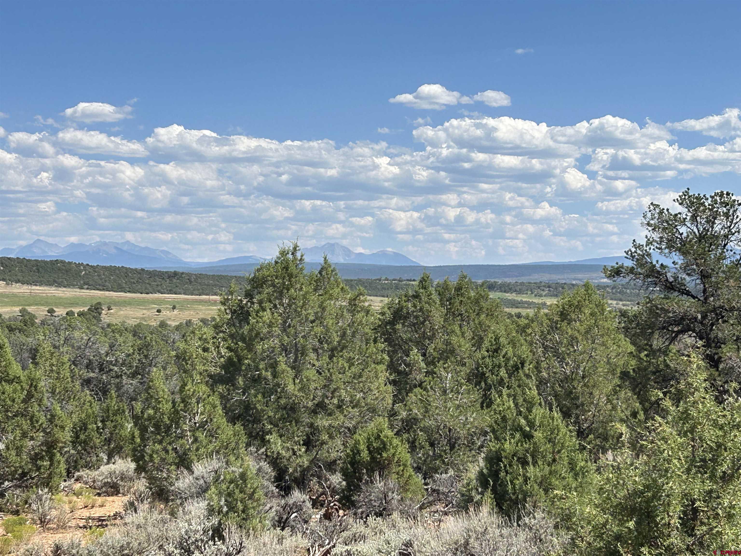Tbd Mailbox Road Redvale, CO 81431 - Photo 6 of 6 a view of a bunch of trees