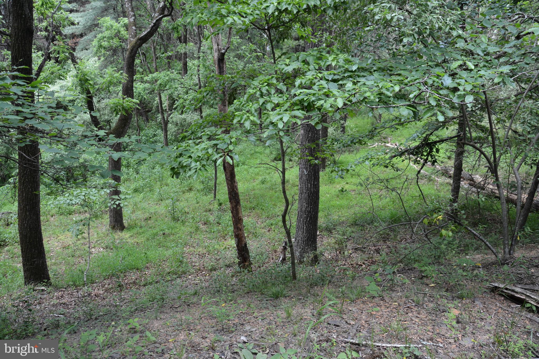 Two Lots On Siler Road Winchester, VA 22603 - Photo 30 of 38 a view of a forest