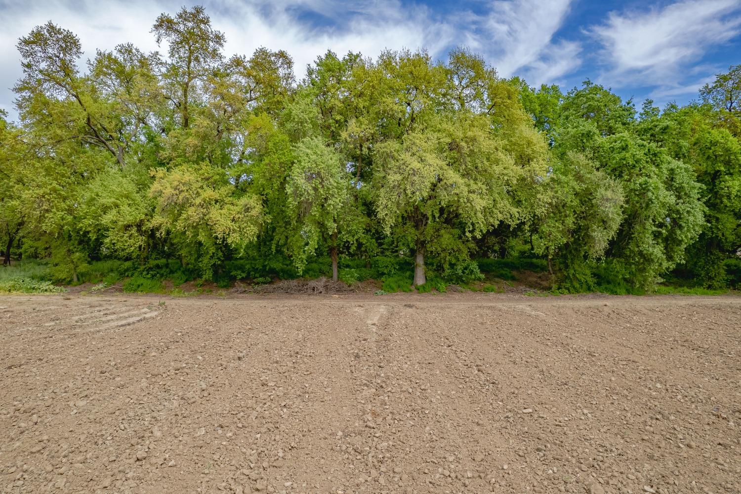 20660 Old River Road Woodland, CA 95776 - Photo 14 of 18 a view of a field with plants and trees