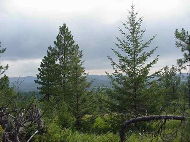 Xx Hayley's Way Tract B Springdale, WA 99173 - Photo 1 of 5 Gallery Image 1