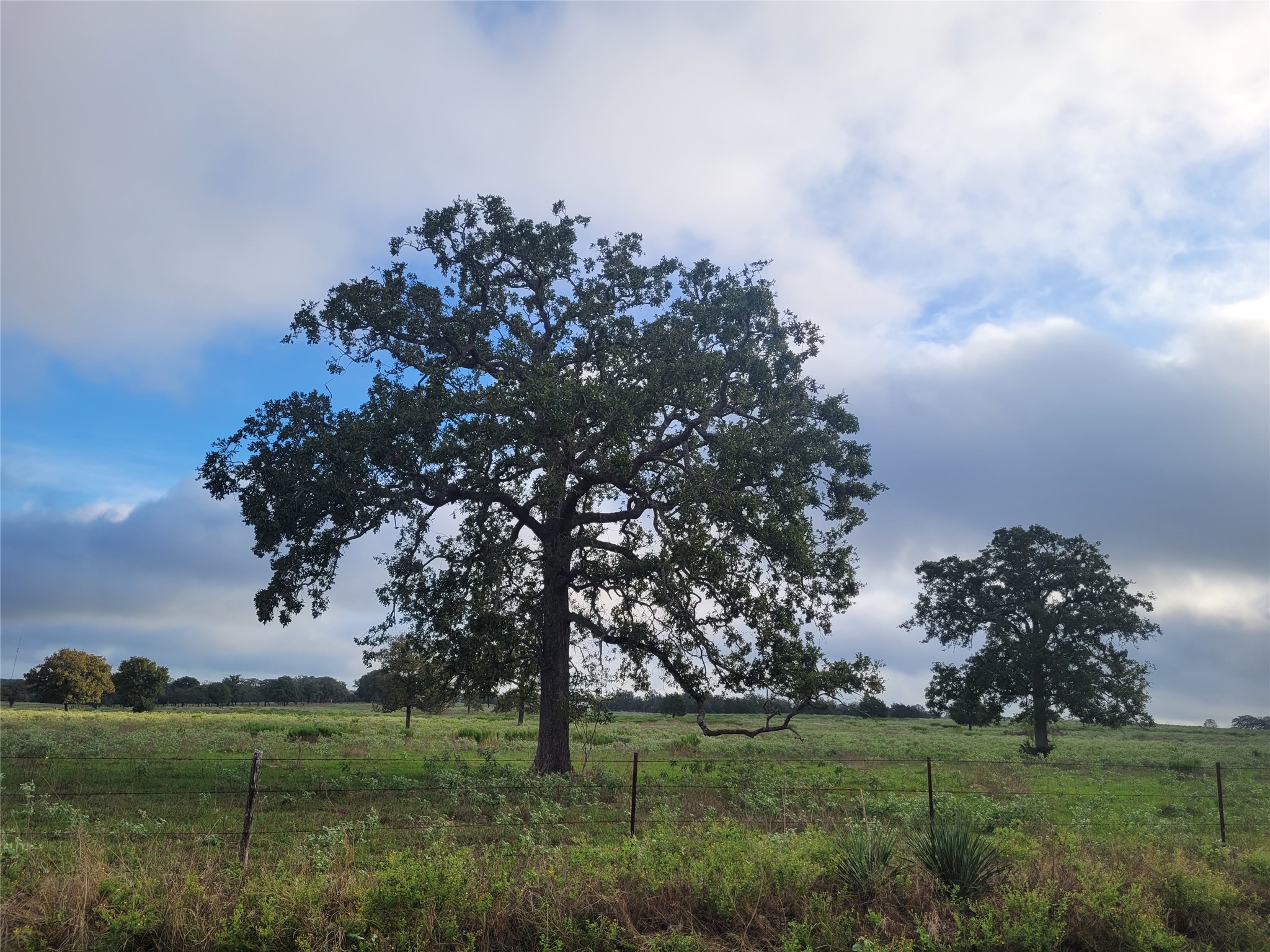 0 Hofferek Road Rosanky, TX 78953 - Photo 1 of 1 Scattered pretty oak trees