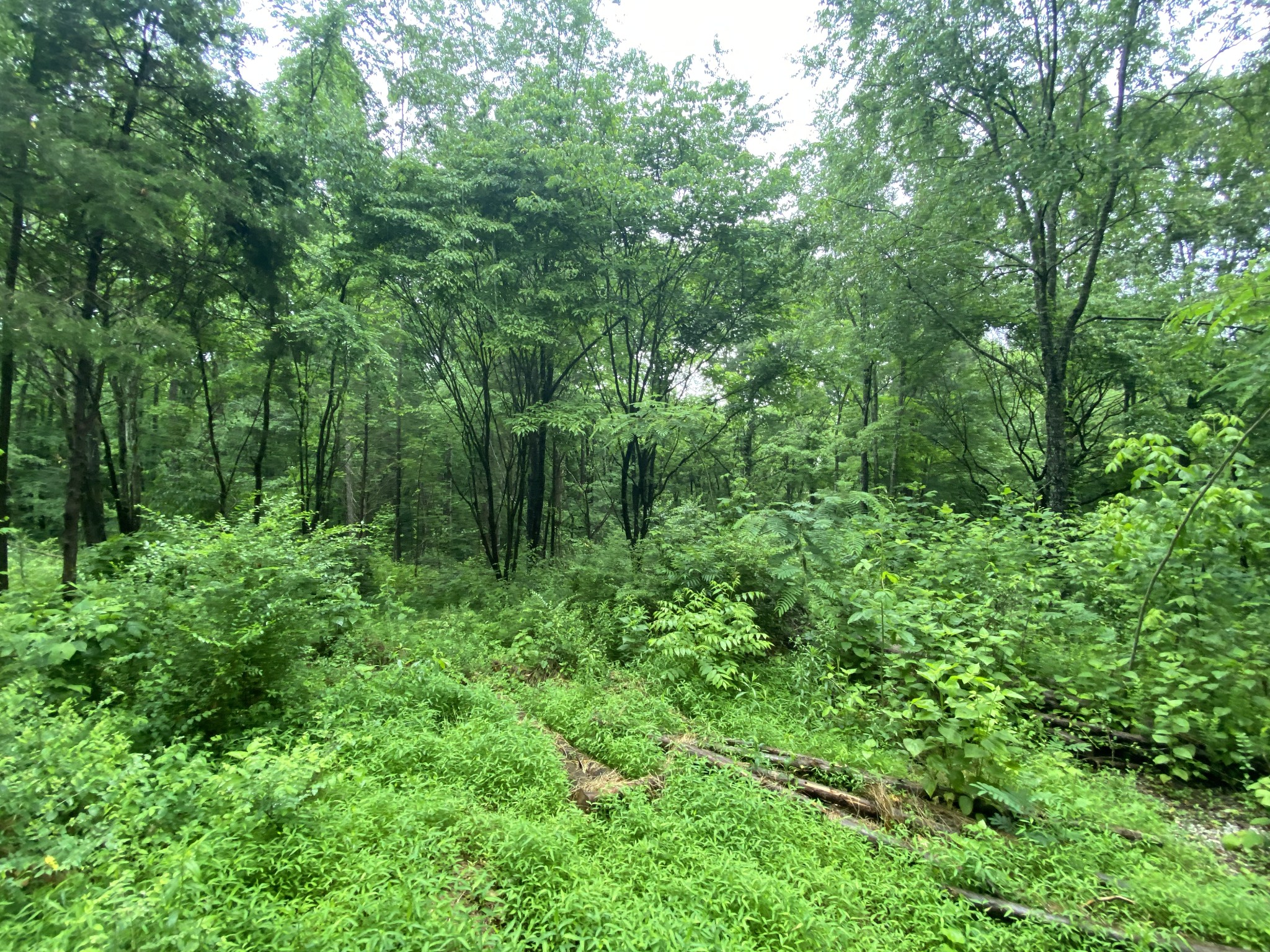 0 Morris Ferry Bridge Road Winchester, TN 37398 - Photo 5 of 10 Gallery Image 5
