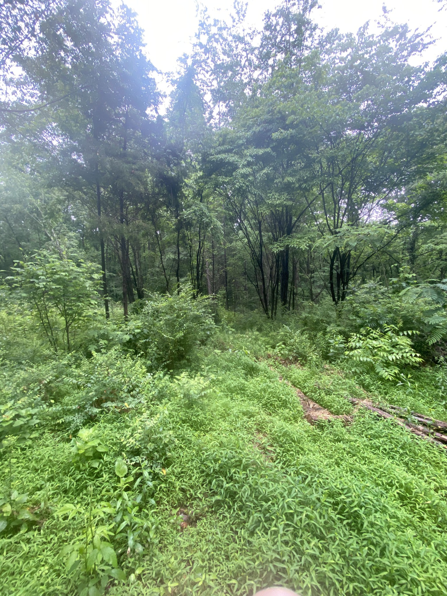 0 Morris Ferry Bridge Road Winchester, TN 37398 - Photo 6 of 10 Gallery Image 6