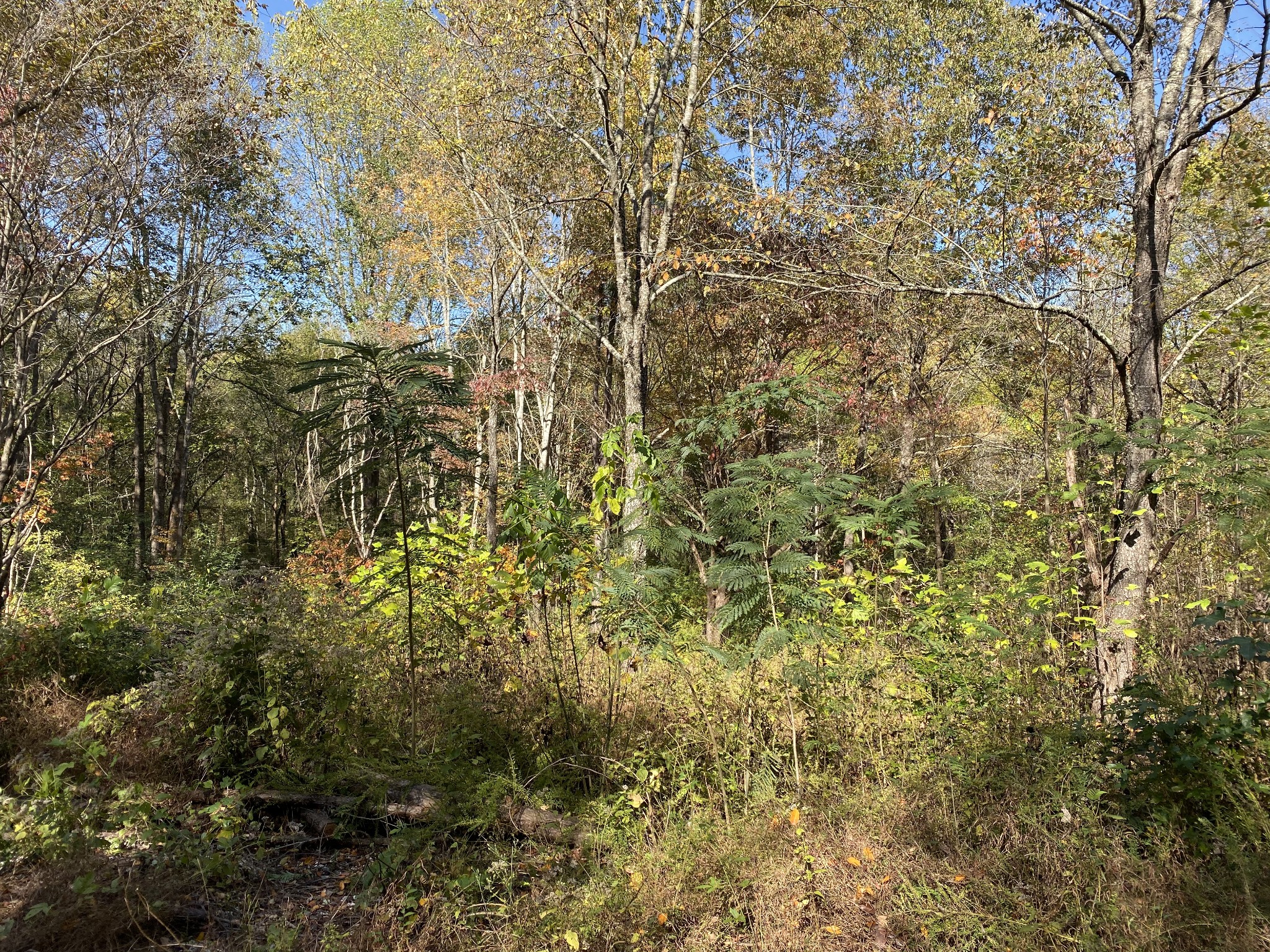 0 Morris Ferry Bridge Road Winchester, TN 37398 - Photo 7 of 10 Gallery Image 7