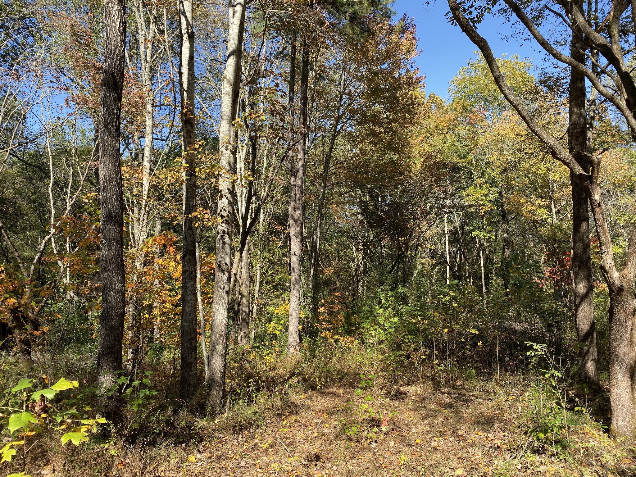 0 Morris Ferry Bridge Road Winchester, TN 37398 - Photo 8 of 10 Gallery Image 8
