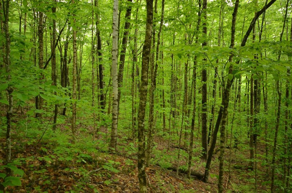 9-11 Dill Road Lakeville, ME 04487 - Photo 21 of 27 Maine Land for Sale