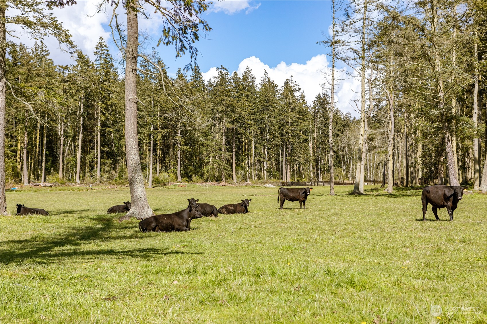 4656 Monkey Hill Road Oak Harbor, WA 98277 - Photo 23 of 40 a row of trees and outdoor space