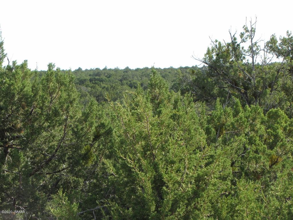 Tbd Ranch Road Concho, AZ 85924 - Photo 3 of 3