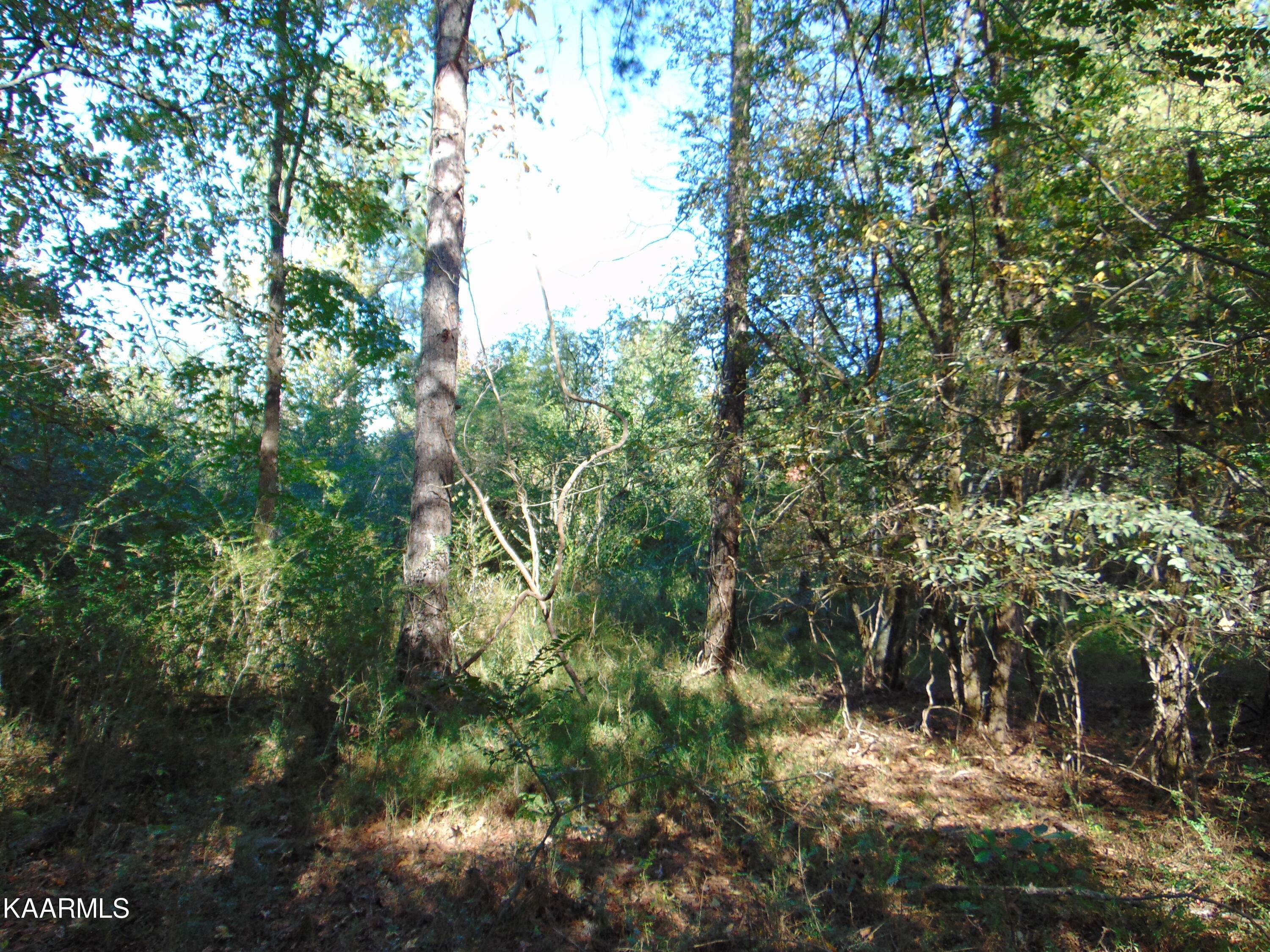 Tract 2-e-6 Tract 2-e-6 Charles Road Decatur, TN 37322 - Photo 6 of 6 DSC01620