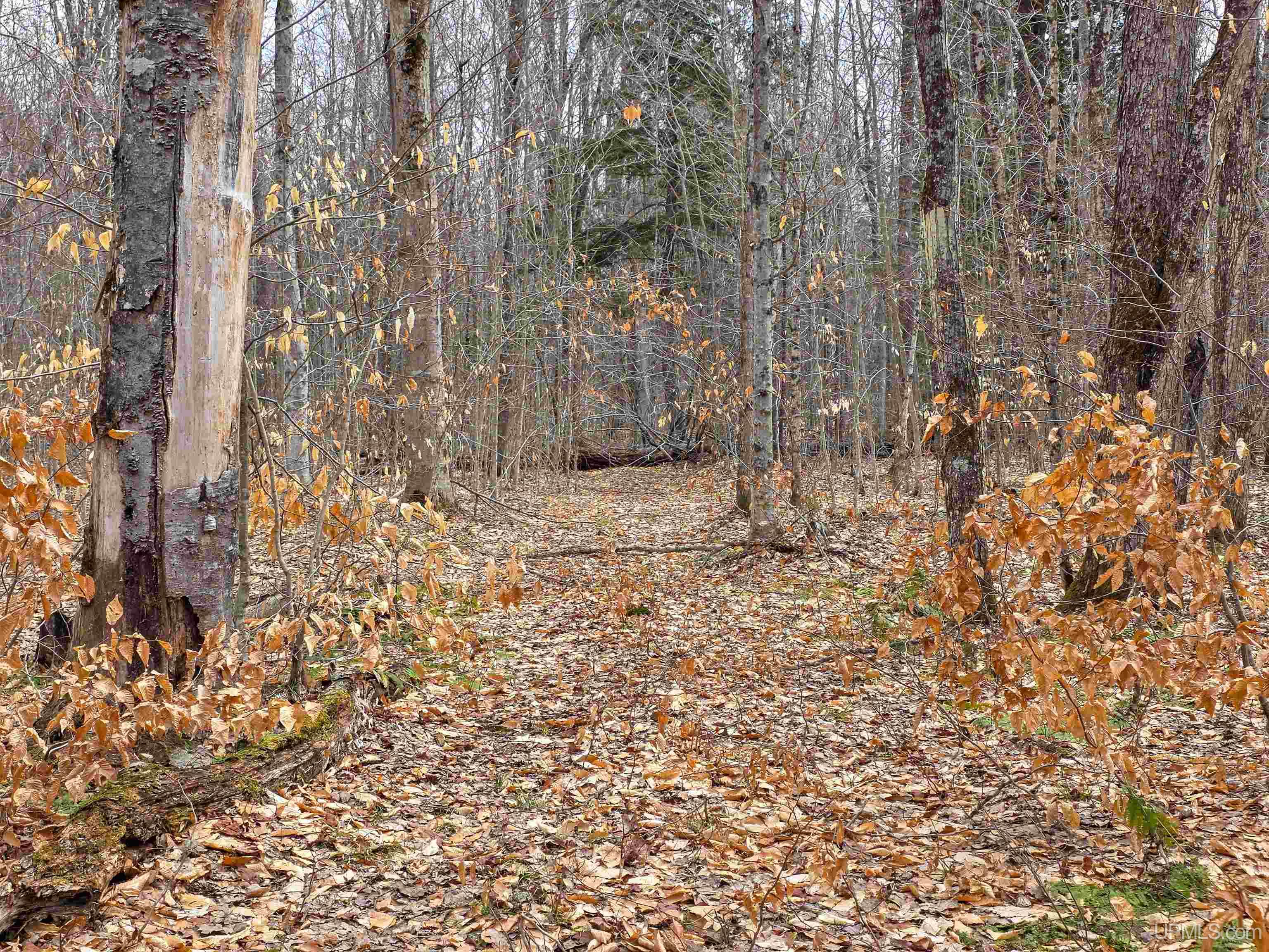 Tbd Stella Lake Road Wetmore, MI 49895 - Photo 17 of 18