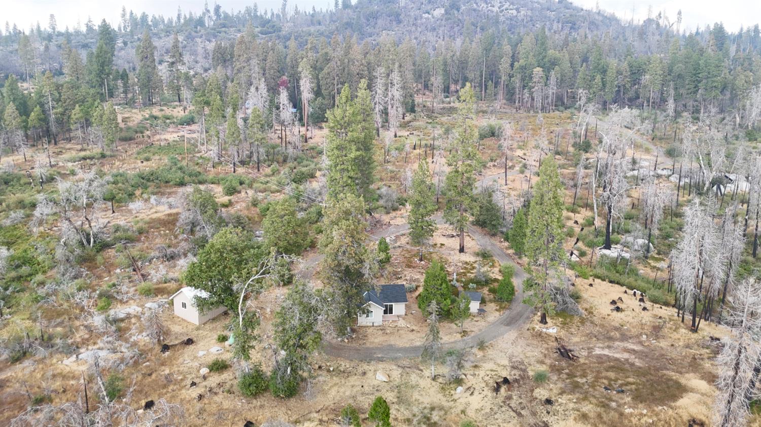 38295 Cressman Road Shaver Lake, CA 93664 - Photo 27 of 31 a view of a forest with a tree