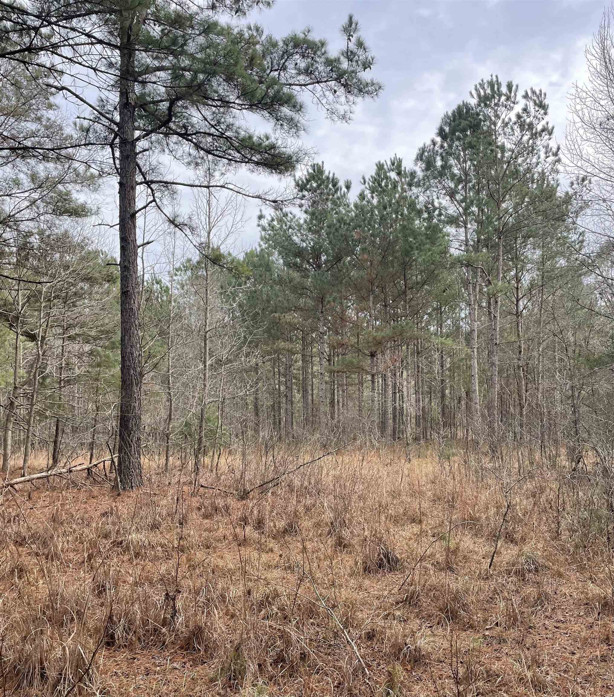 Tbd Rocky Ford Road Salters, SC 29590 - Photo 2 of 13 Gallery Image 2