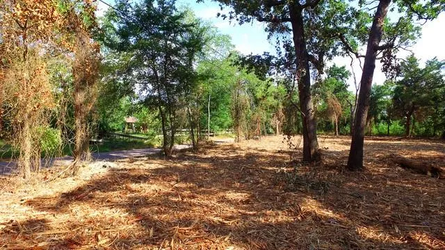a view of a tree in the middle of a yard