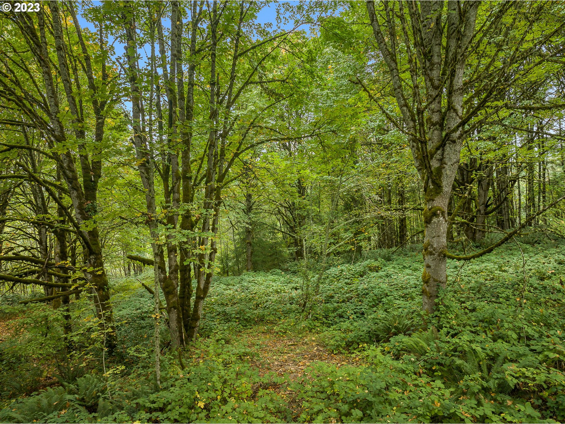 Northwest Old Germantown Road Portland, OR 97231 - Photo 3 of 11 a view of a lush green space