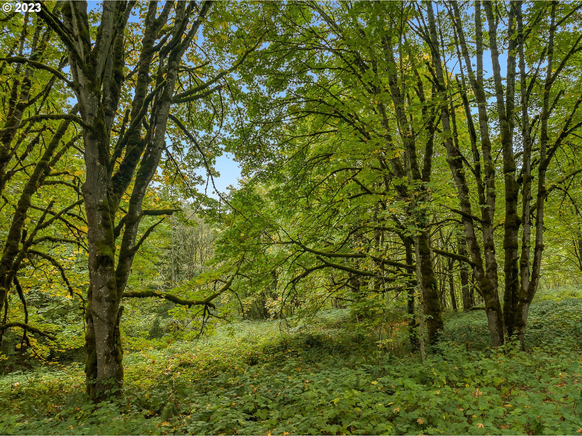 Northwest Old Germantown Road Portland, OR 97231 - Photo 4 of 11 a view of a yard