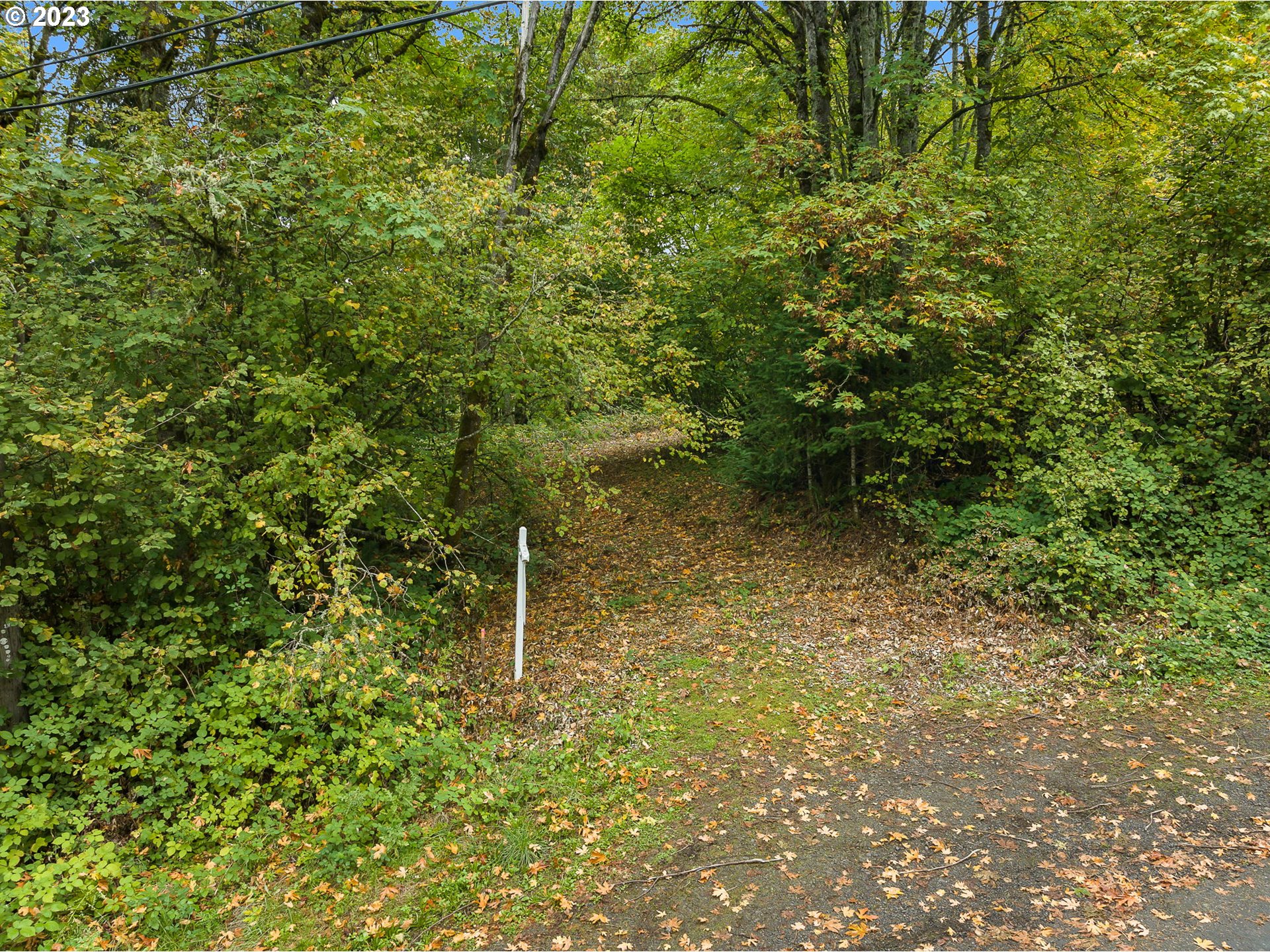 Northwest Old Germantown Road Portland, OR 97231 - Photo 5 of 11 a view of a forest