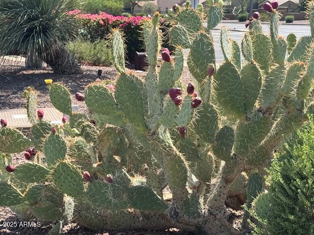 3643 West Medinah Court Anthem, AZ 85086 - Photo 56 of 58 IMG_3284