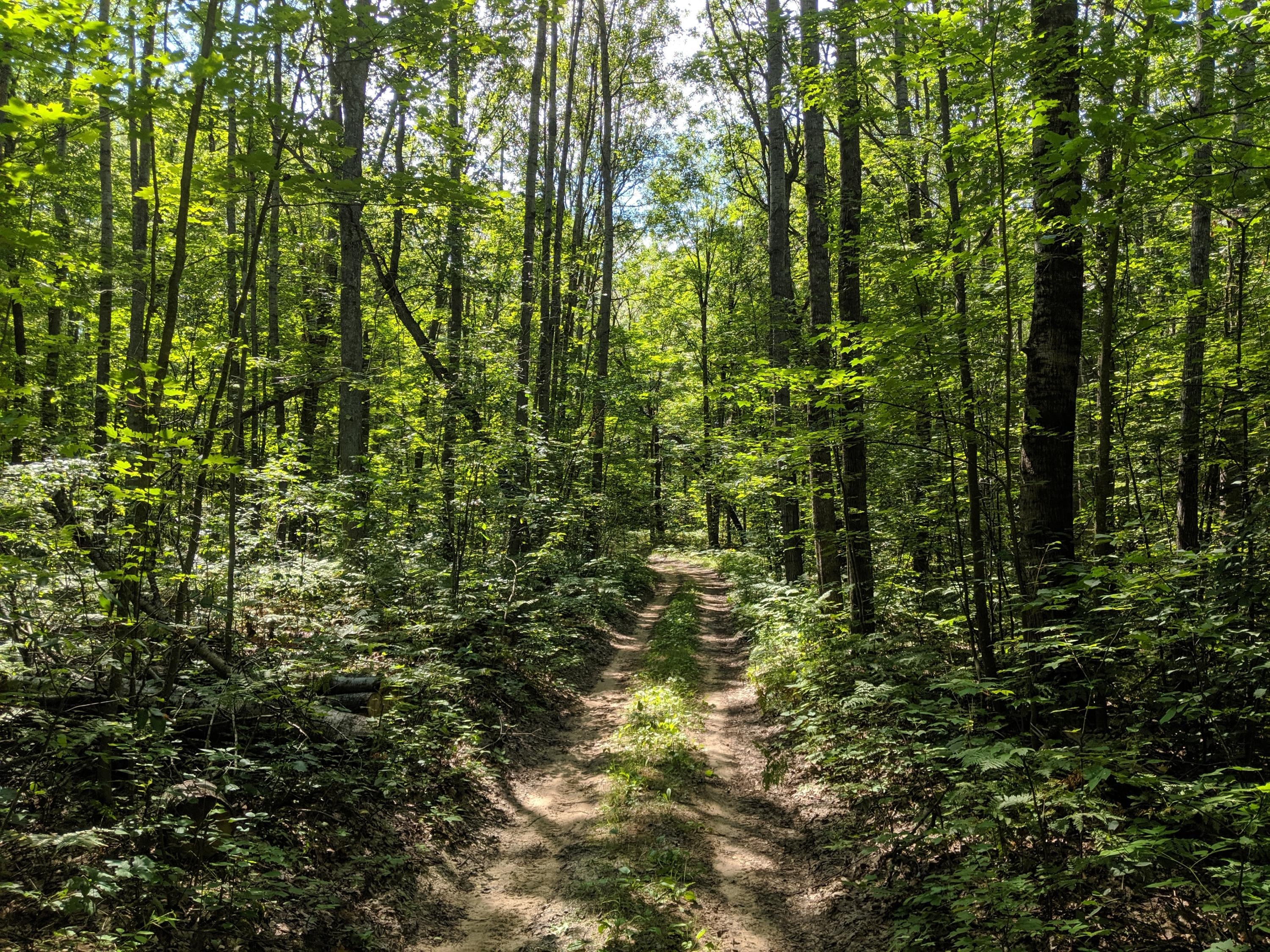 Hardy Grade Road Mio, MI 48647 - Photo 10 of 22 Gallery Image 10