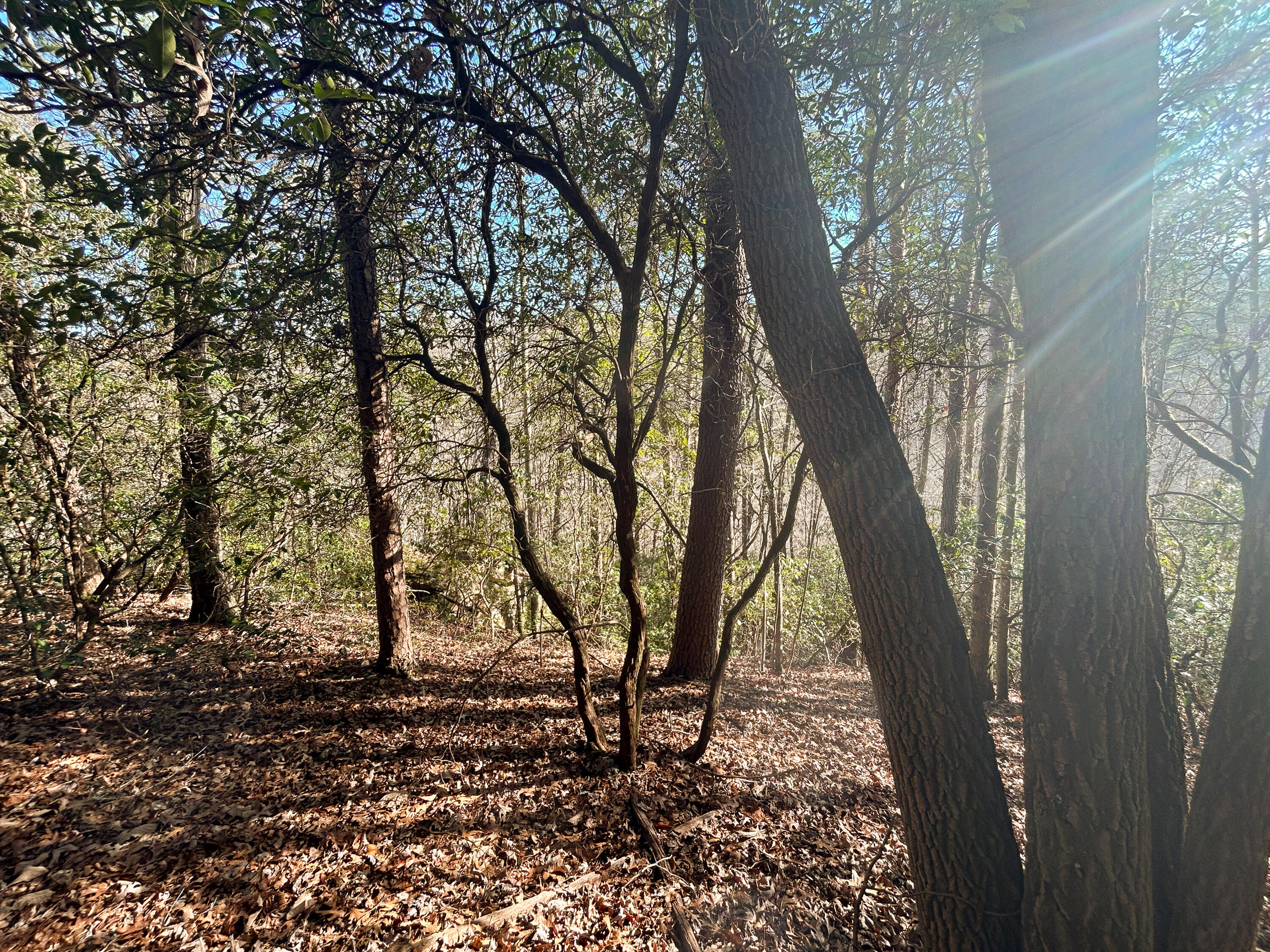 0 Deerhead Road, Unit 5 Dunlap, TN 37327 - Photo 6 of 28 IMG_9658