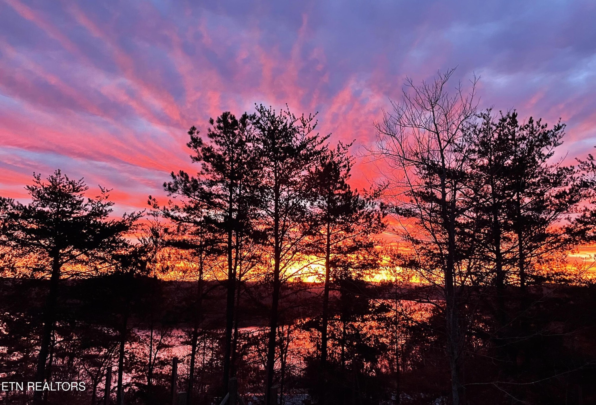 720 East Roddy Road Spring City, TN 37381 - Photo 4 of 58 a view of a tree
