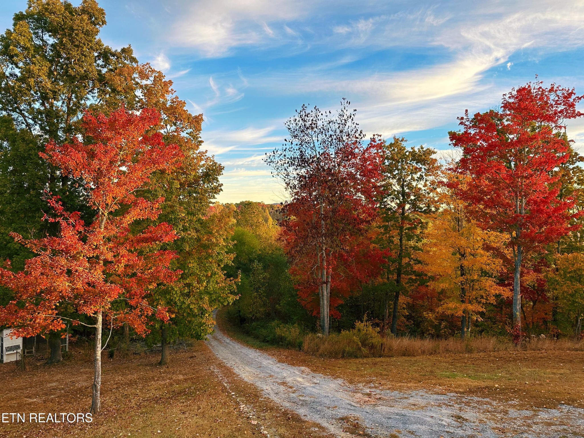 720 East Roddy Road Spring City, TN 37381 - Photo 5 of 58 a view of a tree with a yard