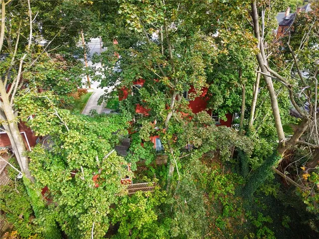 a view of a lush green forest