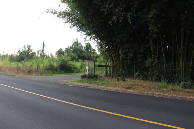 a view of a yard with a tree and plants