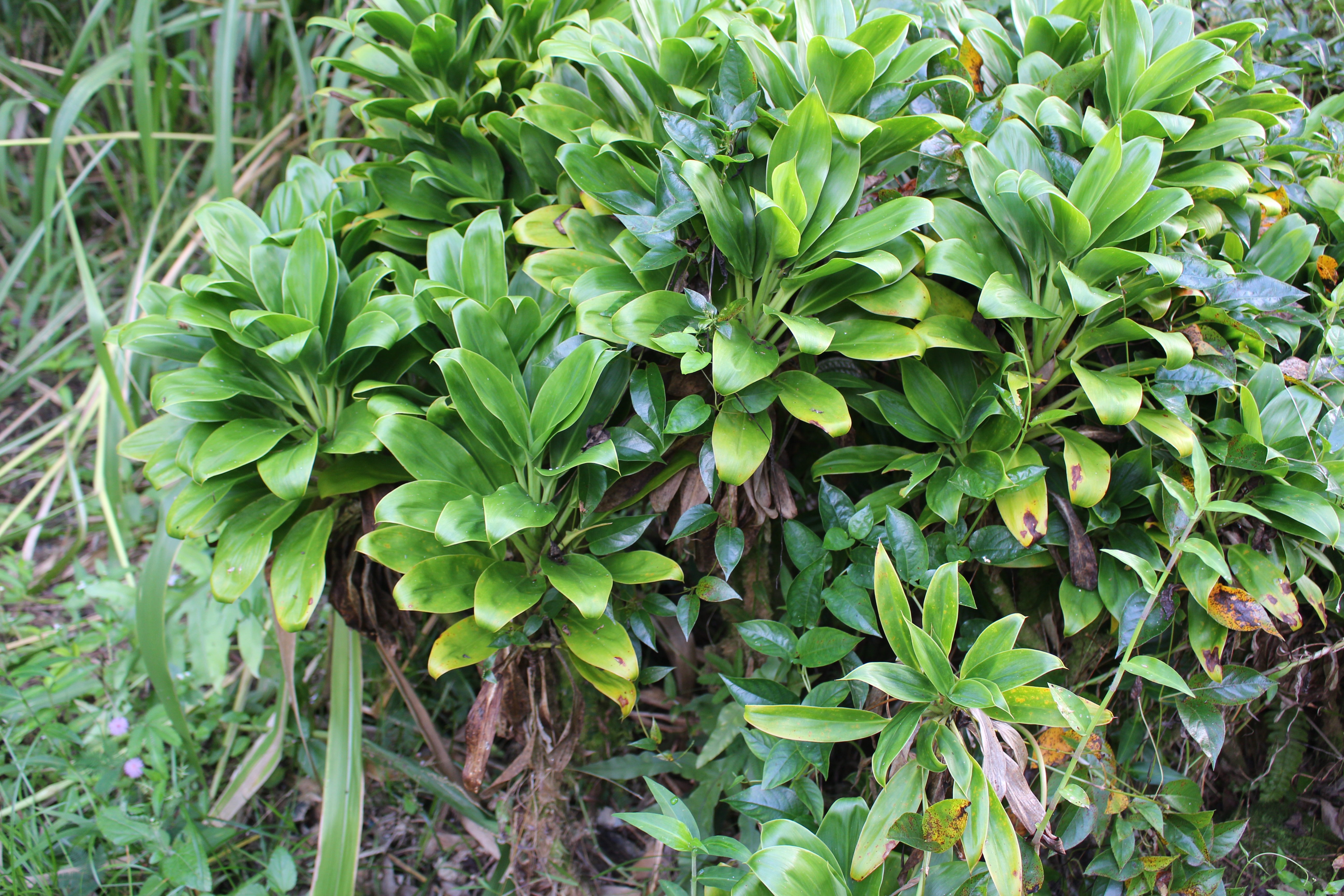 17-856-a Ola'a Road Kurtistown, HI 96760 - Photo 15 of 20 a backyard of a house