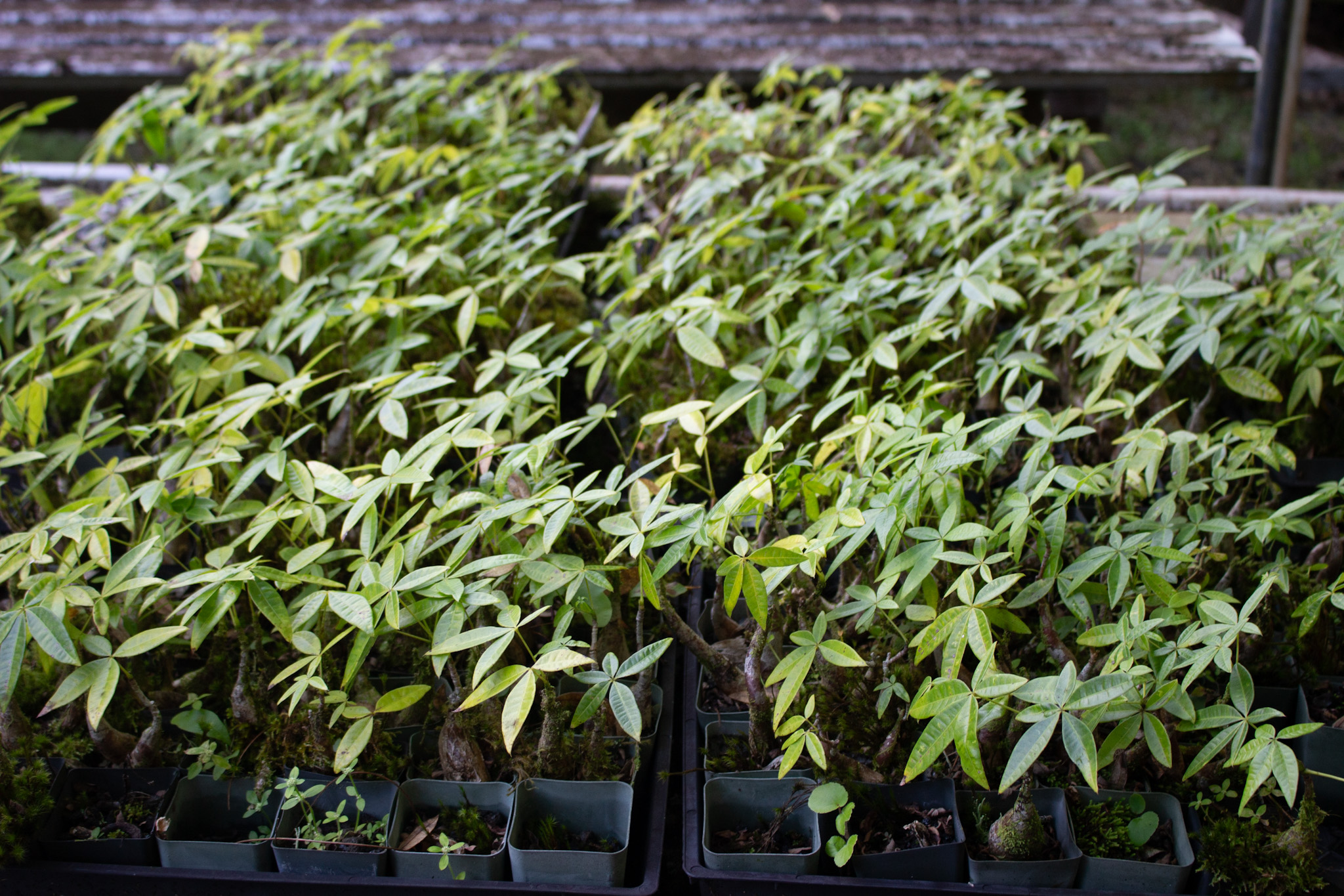 17-856-a Ola'a Road Kurtistown, HI 96760 - Photo 17 of 20 a backyard of a house with lots of green space