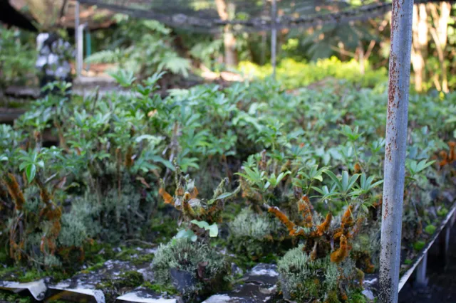 a view of a backyard with plants