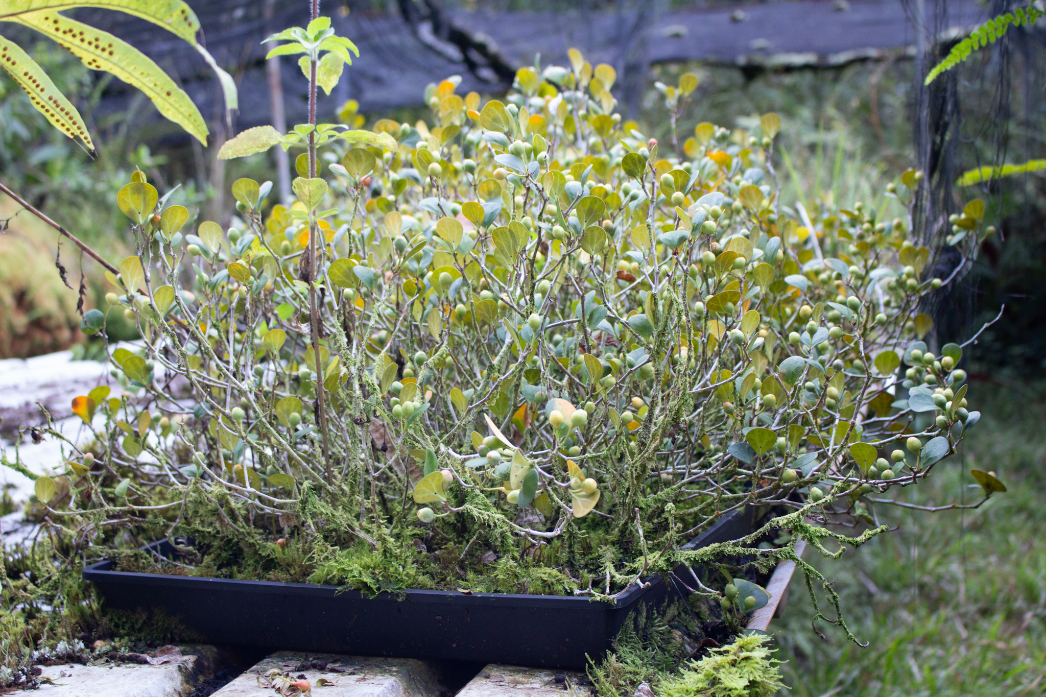 17-856-a Ola'a Road Kurtistown, HI 96760 - Photo 19 of 20 a view of a yard