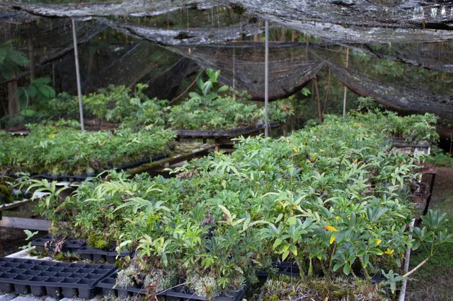 $579,000 | 17-856-a Ola'a Road, Kurtistown, HI 96760