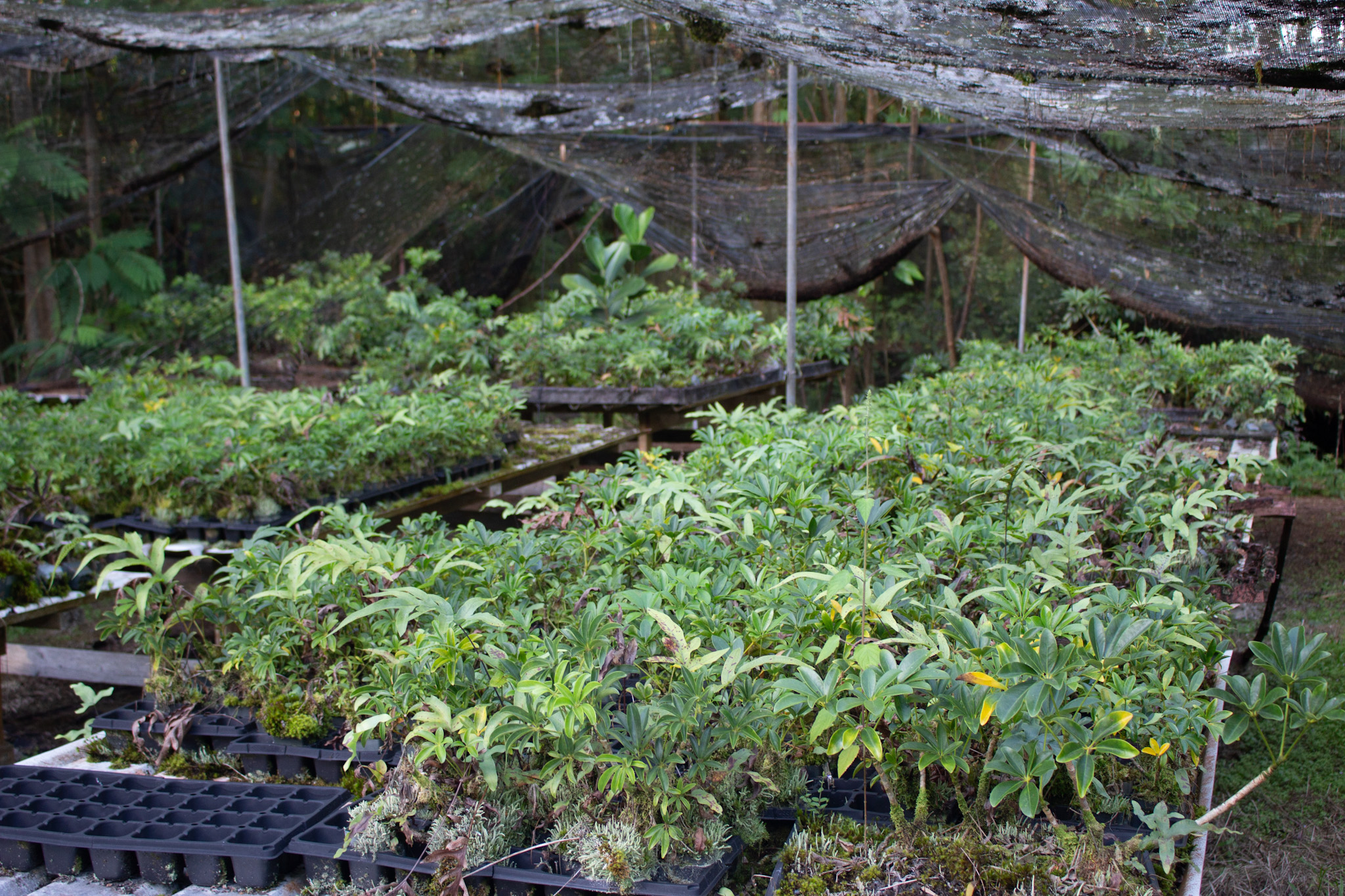 17-856-a Ola'a Road Kurtistown, HI 96760 - Photo 20 of 20 a view of a backyard with plants