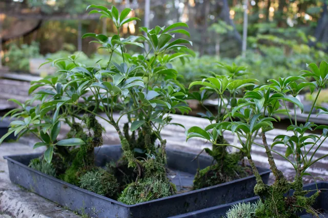 a view of a garden with plants