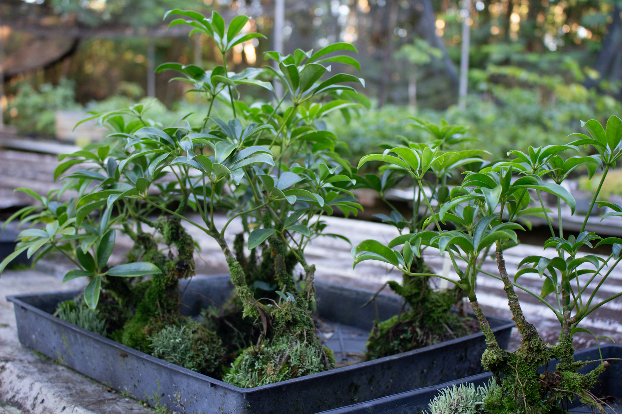 17-856-a Ola'a Road Kurtistown, HI 96760 - Photo 3 of 20 a view of a garden with plants
